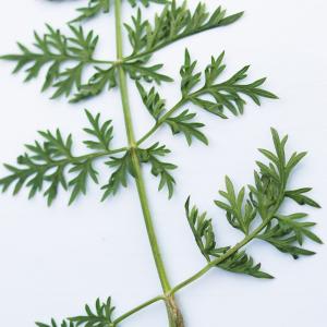  - Libanotis pyrenaica subsp. pyrenaica 