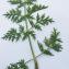  Liliane Roubaudi - Libanotis pyrenaica subsp. pyrenaica 