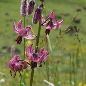 Photographie n°2214144 du taxon Lilium martagon L.