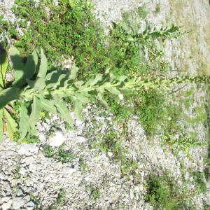 Photographie n°2214227 du taxon Verbascum thapsus L. [1753]