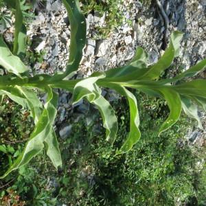 Photographie n°2214228 du taxon Verbascum thapsus L. [1753]