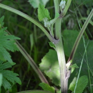 Photographie n°2214285 du taxon Arctium lappa L. [1753]