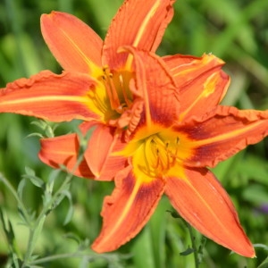 Photographie n°2214287 du taxon Hemerocallis fulva (L.) L. [1762]