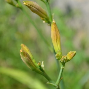 Photographie n°2214288 du taxon Hemerocallis fulva (L.) L. [1762]