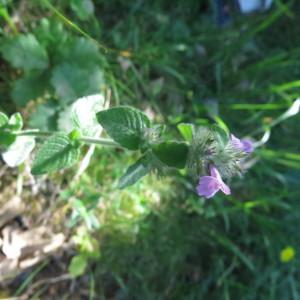 Photographie n°2214297 du taxon Clinopodium vulgare L.