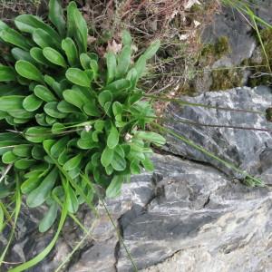 Photographie n°2214316 du taxon Globularia nudicaulis L. [1753]