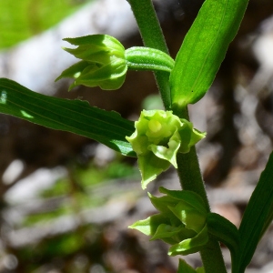 Photographie n°2214334 du taxon Epipactis leptochila (Godfery) Godfery [1921]