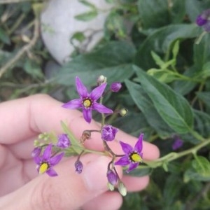 Photographie n°2214336 du taxon Solanum dulcamara L. [1753]