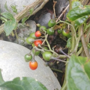 Photographie n°2214337 du taxon Solanum dulcamara L. [1753]