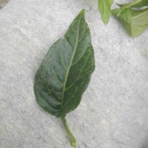 Photographie n°2214338 du taxon Solanum dulcamara L. [1753]