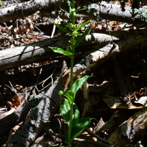 Photographie n°2214345 du taxon Epipactis leptochila (Godfery) Godfery [1921]