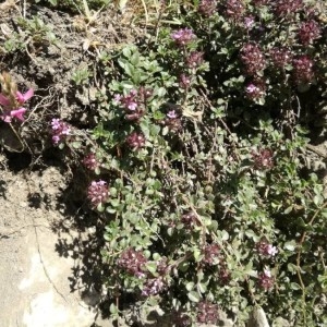 Photographie n°2214378 du taxon Thymus serpyllum L. [1753]