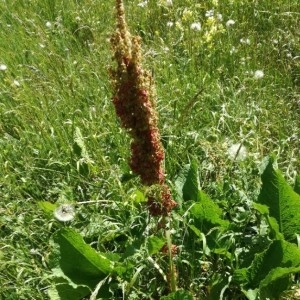Photographie n°2214380 du taxon Rumex alpinus L. [1759]