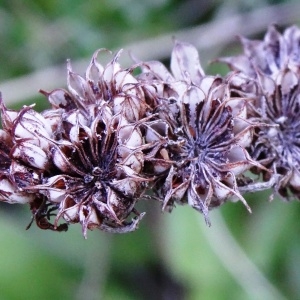 Photographie n°2214396 du taxon Sempervivum tectorum L.