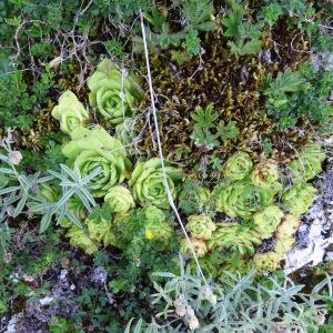 Photographie n°2214398 du taxon Sempervivum tectorum L.