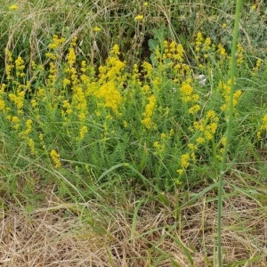 Photographie n°2214415 du taxon Galium verum L. [1753]