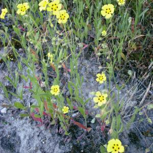 Photographie n°2214542 du taxon Tuberaria guttata (L.) Fourr. [1868]