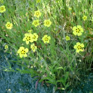 Photographie n°2214543 du taxon Tuberaria guttata (L.) Fourr. [1868]