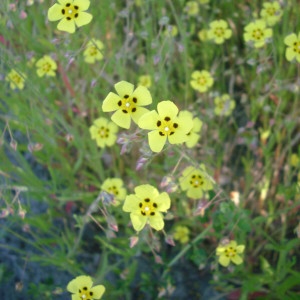 Photographie n°2214544 du taxon Tuberaria guttata (L.) Fourr. [1868]