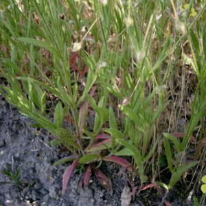 Photographie n°2214546 du taxon Tuberaria guttata (L.) Fourr. [1868]