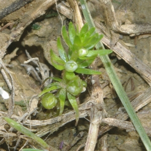 Photographie n°2214602 du taxon Elatine alsinastrum L. [1753]