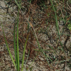 Photographie n°2214606 du taxon Juncus tenageia Ehrh. ex L.f. [1782]