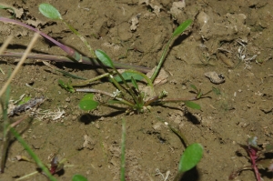 Jean-Luc Gorremans, le 30 juin 2018 (Chevannes)