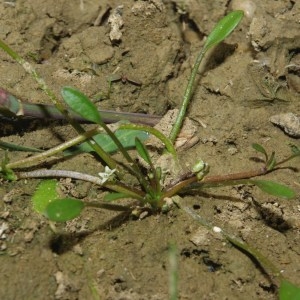 Photographie n°2214608 du taxon Limosella aquatica L. [1753]