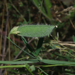 Photographie n°2214625 du taxon Vicia hirsuta (L.) Gray [1821]