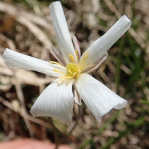 Photographie n°2214666 du taxon Ranunculus pyrenaeus L. [1771]