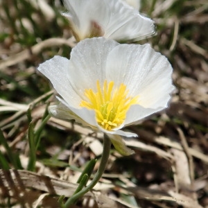 Photographie n°2214668 du taxon Ranunculus pyrenaeus L. [1771]