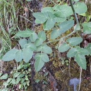 Photographie n°2214677 du taxon Laserpitium latifolium L. [1753]