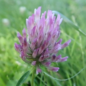 Photographie n°2214688 du taxon Trifolium pratense L. [1753]