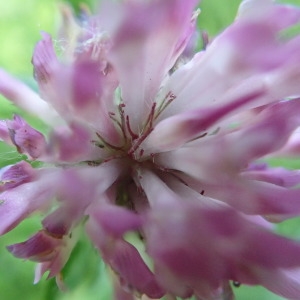 Photographie n°2214691 du taxon Trifolium pratense L. [1753]