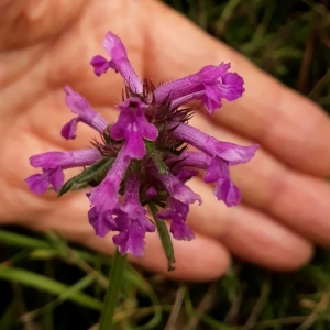 Photographie n°2214696 du taxon Betonica officinalis L. [1753]