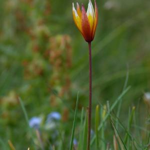 Photographie n°2214767 du taxon Tulipa sylvestris subsp. australis (Link) Pamp.