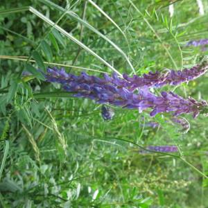 Photographie n°2214804 du taxon Vicia cracca L. [1753]