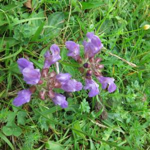 Photographie n°2214806 du taxon Prunella grandiflora (L.) Schöller [1775]