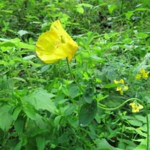 Photographie n°2214814 du taxon Papaver cambricum L.