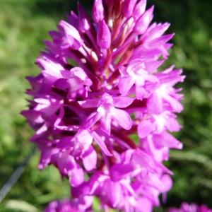 Photographie n°2214835 du taxon Anacamptis pyramidalis (L.) Rich.