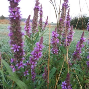 Photographie n°2214839 du taxon Lythrum salicaria L.