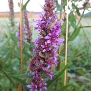 Photographie n°2214840 du taxon Lythrum salicaria L.