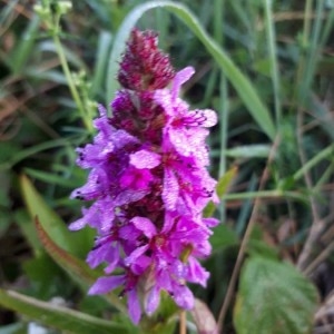 Photographie n°2214841 du taxon Lythrum salicaria L.