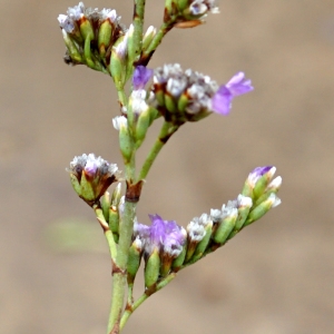 Photographie n°2214855 du taxon Limonium girardianum (Guss.) Fourr. [1869]