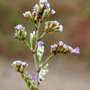 Photographie n°2214860 du taxon Limonium girardianum (Guss.) Fourr. [1869]