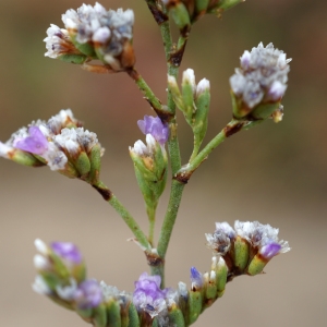 Photographie n°2214861 du taxon Limonium girardianum (Guss.) Fourr. [1869]