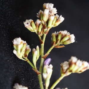 Photographie n°2214877 du taxon Limonium girardianum (Guss.) Fourr. [1869]