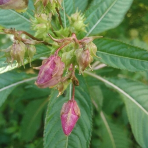 Photographie n°2214893 du taxon Impatiens glandulifera Royle [1833]