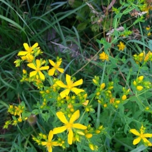 Photographie n°2214894 du taxon Hypericum perforatum L. [1753]