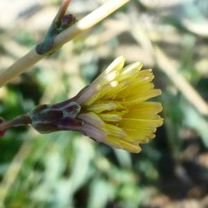 Photographie n°2214926 du taxon Lactuca serriola L. [1756]